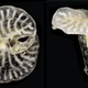 Illustration for article titled Scientists find mysterious species that defy all classifications of life